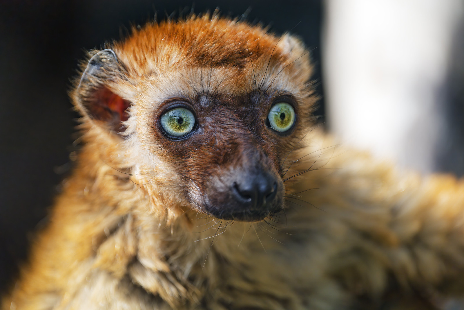 Femelle lémur aux yeux turquoise Femelle lémur aux yeux turquoise Eulemur flavifrons aux grands yeux bleus