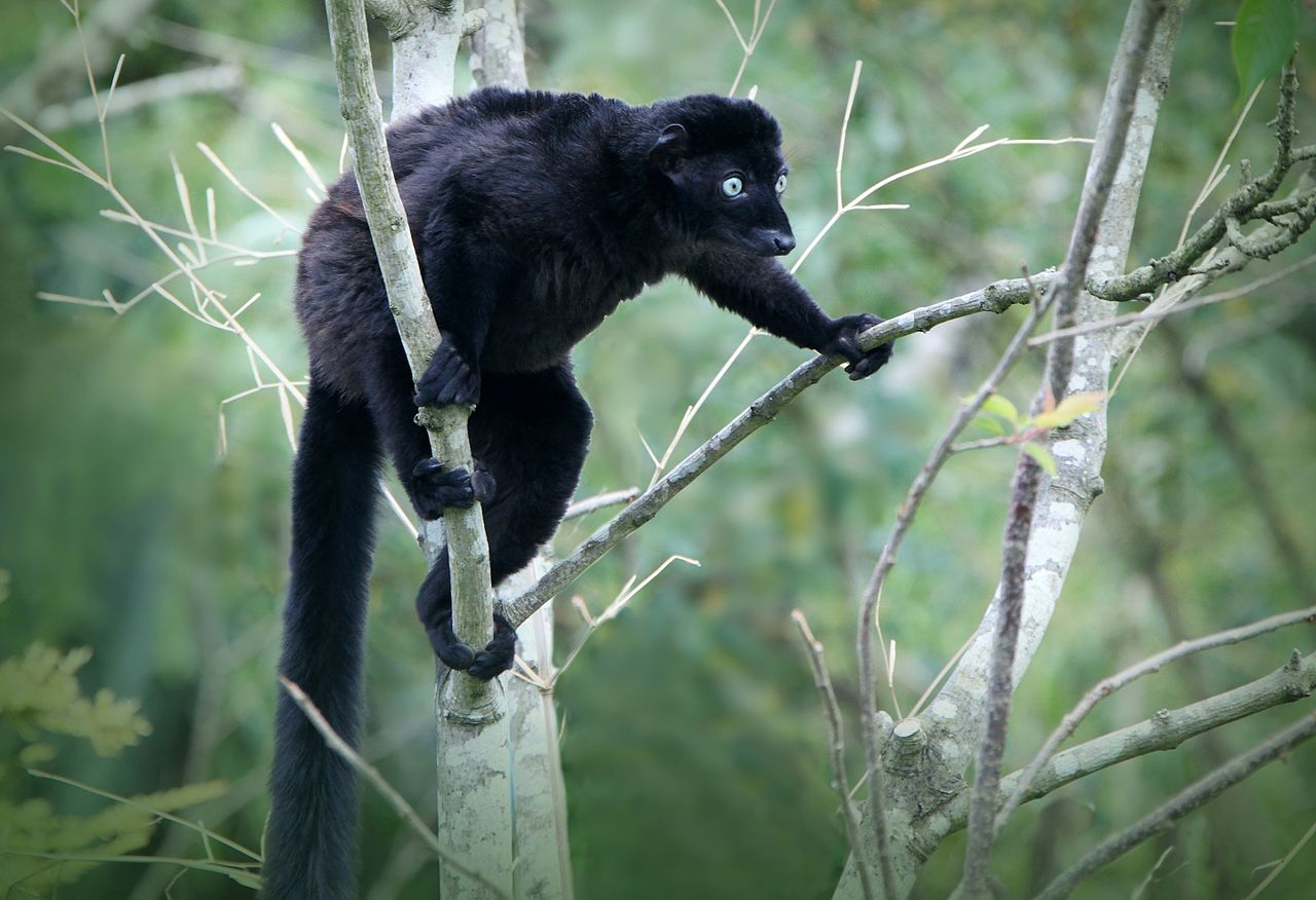 Lémurien aux grands yeux bleus Lémurien aux grands yeux bleus Eulemur flavifrons dans la végétation