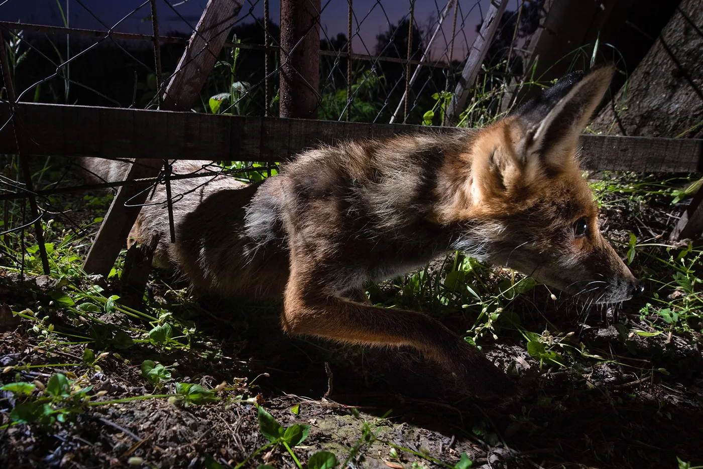 Quelques mois de la vie de Roxy la renarde rousse quelques mois de la vie de roxy la renarde rousse 10 quelques-mois-de-la-vie-de-roxy-la-renarde-rousse-10