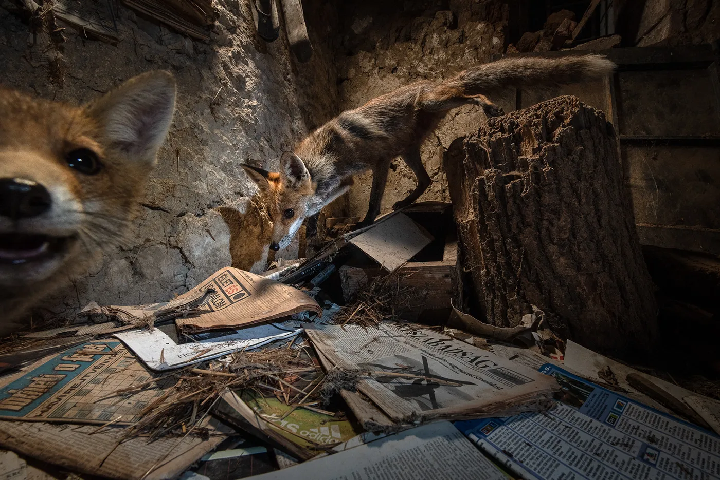 Quelques mois de la vie de Roxy la renarde rousse quelques mois de la vie de roxy la renarde rousse 13 quelques-mois-de-la-vie-de-roxy-la-renarde-rousse-13
