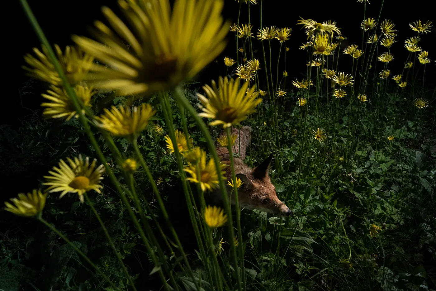 Quelques mois de la vie de Roxy la renarde rousse quelques mois de la vie de roxy la renarde rousse 14 quelques-mois-de-la-vie-de-roxy-la-renarde-rousse-14