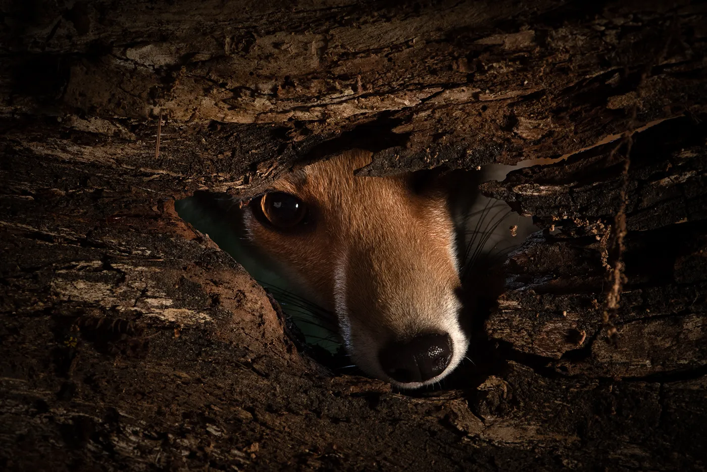 Quelques mois de la vie de Roxy la renarde rousse quelques mois de la vie de roxy la renarde rousse 15 quelques-mois-de-la-vie-de-roxy-la-renarde-rousse-15