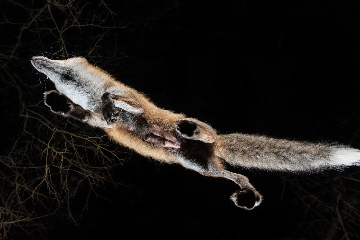 Quelques mois de la vie de Roxy la renarde rousse quelques mois de la vie de roxy la renarde rousse 2 quelques-mois-de-la-vie-de-roxy-la-renarde-rousse-2