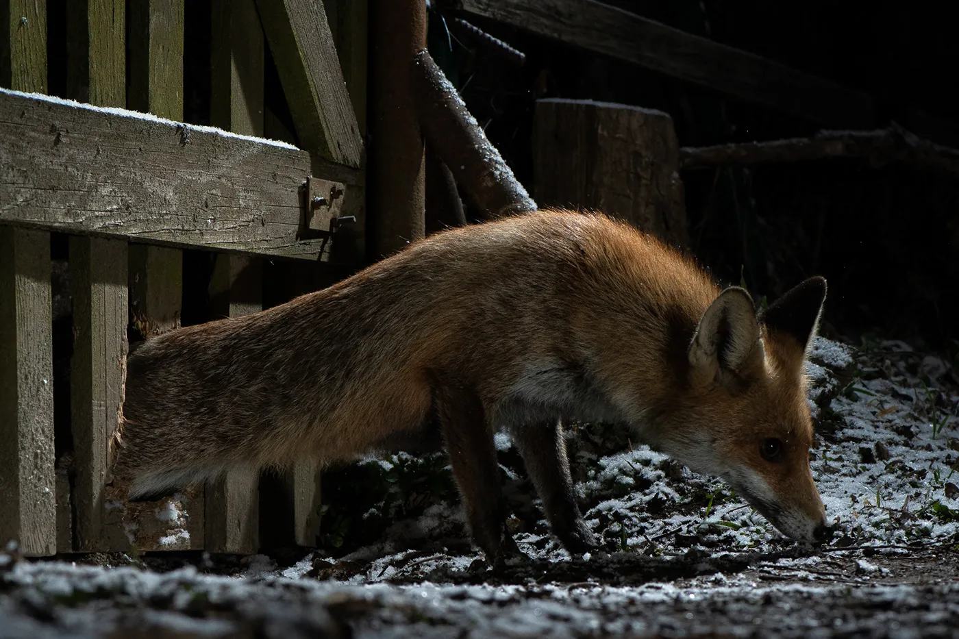 Quelques mois de la vie de Roxy la renarde rousse quelques mois de la vie de roxy la renarde rousse 6 quelques-mois-de-la-vie-de-roxy-la-renarde-rousse-6