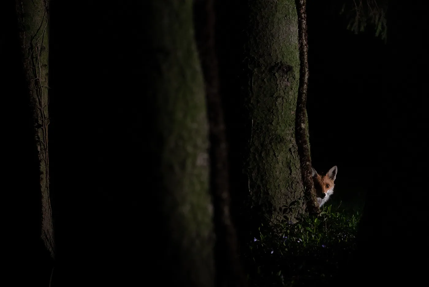 Quelques mois de la vie de Roxy la renarde rousse quelques mois de la vie de roxy la renarde rousse 9 quelques-mois-de-la-vie-de-roxy-la-renarde-rousse-9