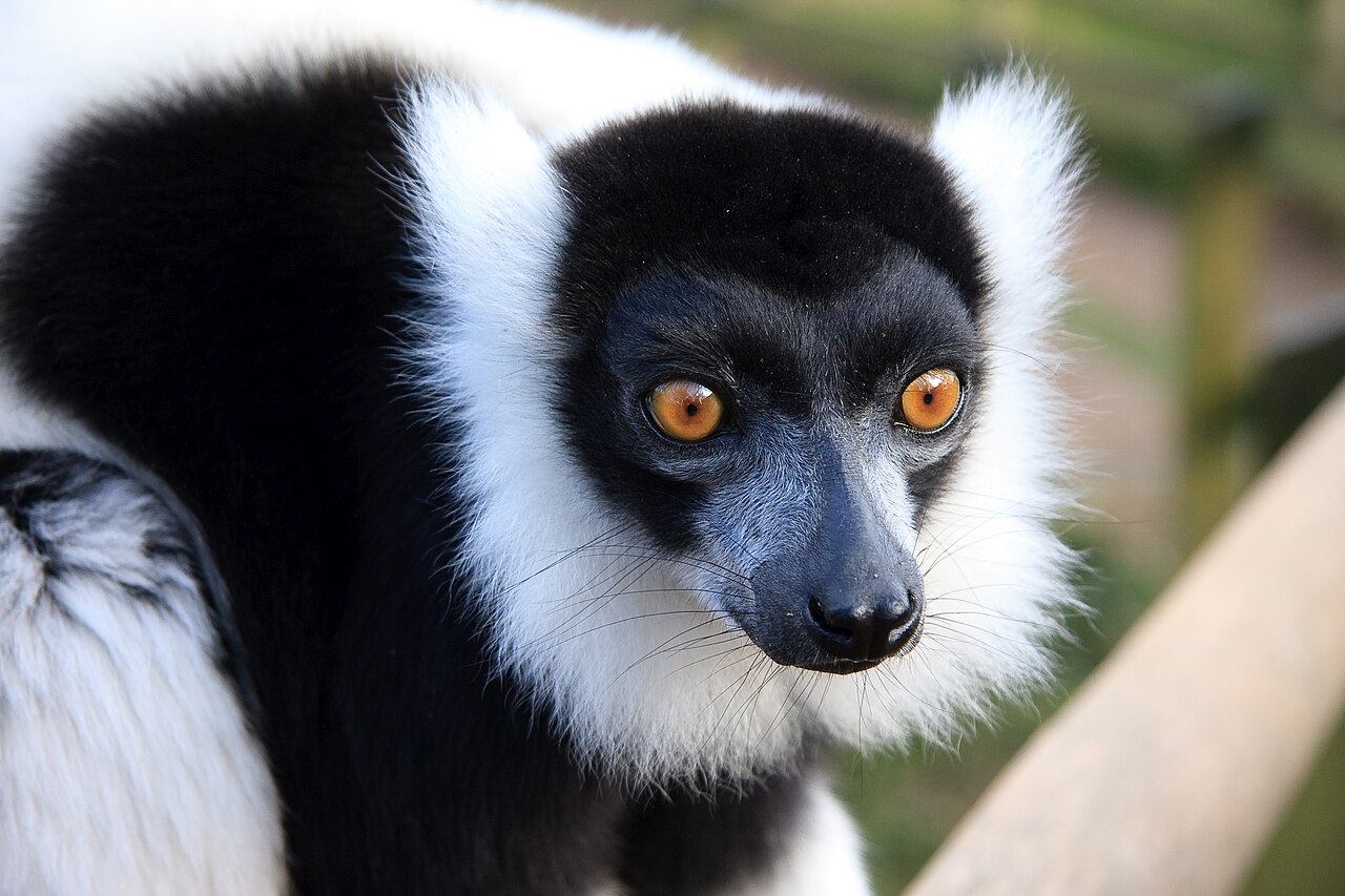 Portrait de vari noir et blanc Portrait de vari noir et blanc Varecia variegata aux grands yeux orange