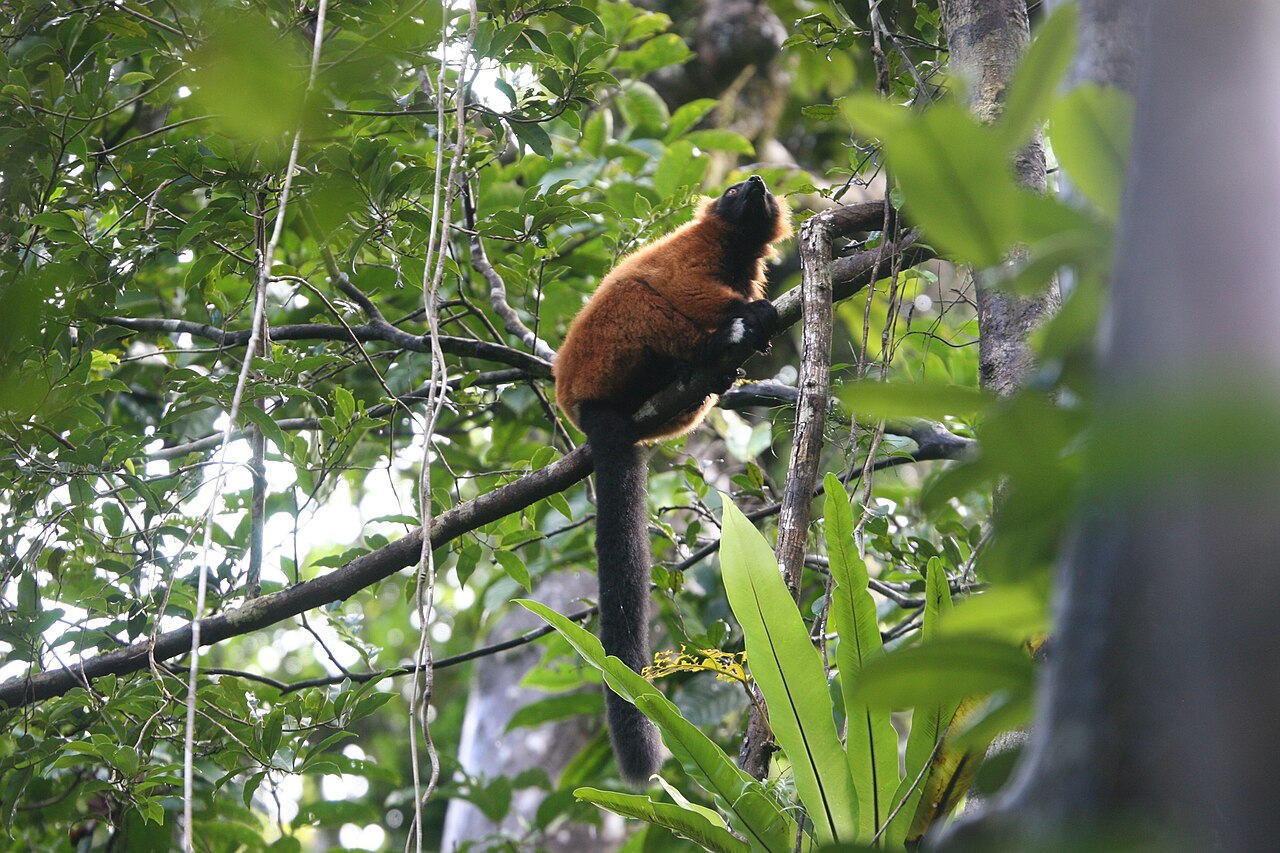 Vari roux à Madagascar Vari roux Varecia rubra dans la forêt de Madagascar