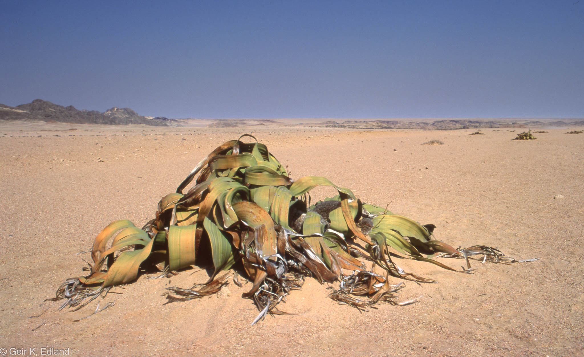 Welwitschia mirabilis, l'oignon du désert du Namib welwitschia mirabilis l oignon du desert namibie angola 2 welwitschia-mirabilis-l-oignon-du-desert-namibie-angola-2