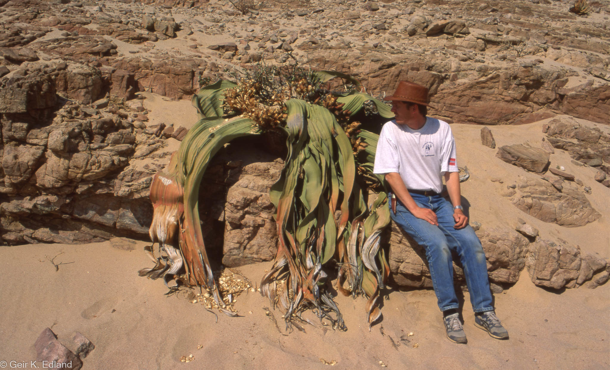 Welwitschia mirabilis, l'oignon du désert du Namib welwitschia mirabilis l oignon du desert namibie angola 3 welwitschia-mirabilis-l-oignon-du-desert-namibie-angola-3.