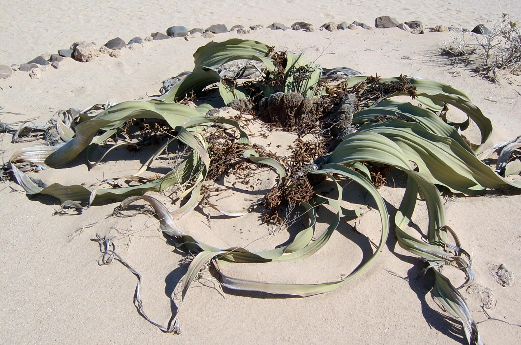 Welwitschia mirabilis, l'oignon du désert du Namib welwitschia mirabilis l oignon du desert namibie angola 4 welwitschia-mirabilis-l-oignon-du-desert-namibie-angola-4