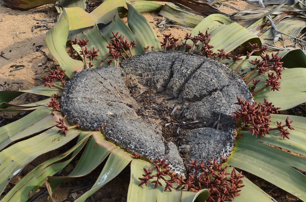 Welwitschia mirabilis, l'oignon du désert du Namib welwitschia mirabilis l oignon du desert namibie angola 5 welwitschia-mirabilis-l-oignon-du-desert-namibie-angola-5