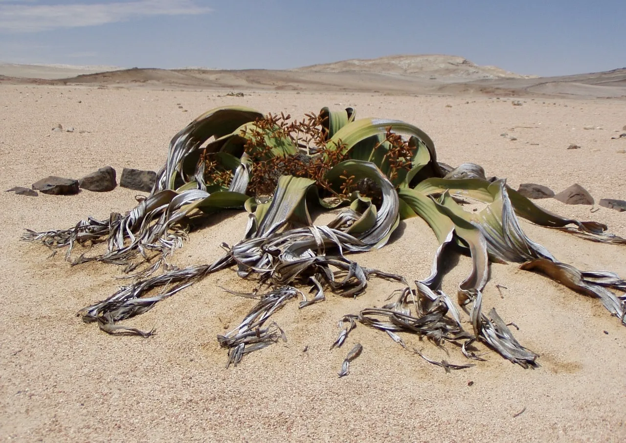 Welwitschia mirabilis, l'oignon du désert du Namib welwitschia mirabilis l oignon du desert namibie angola 6 welwitschia-mirabilis-l-oignon-du-desert-namibie-angola-6