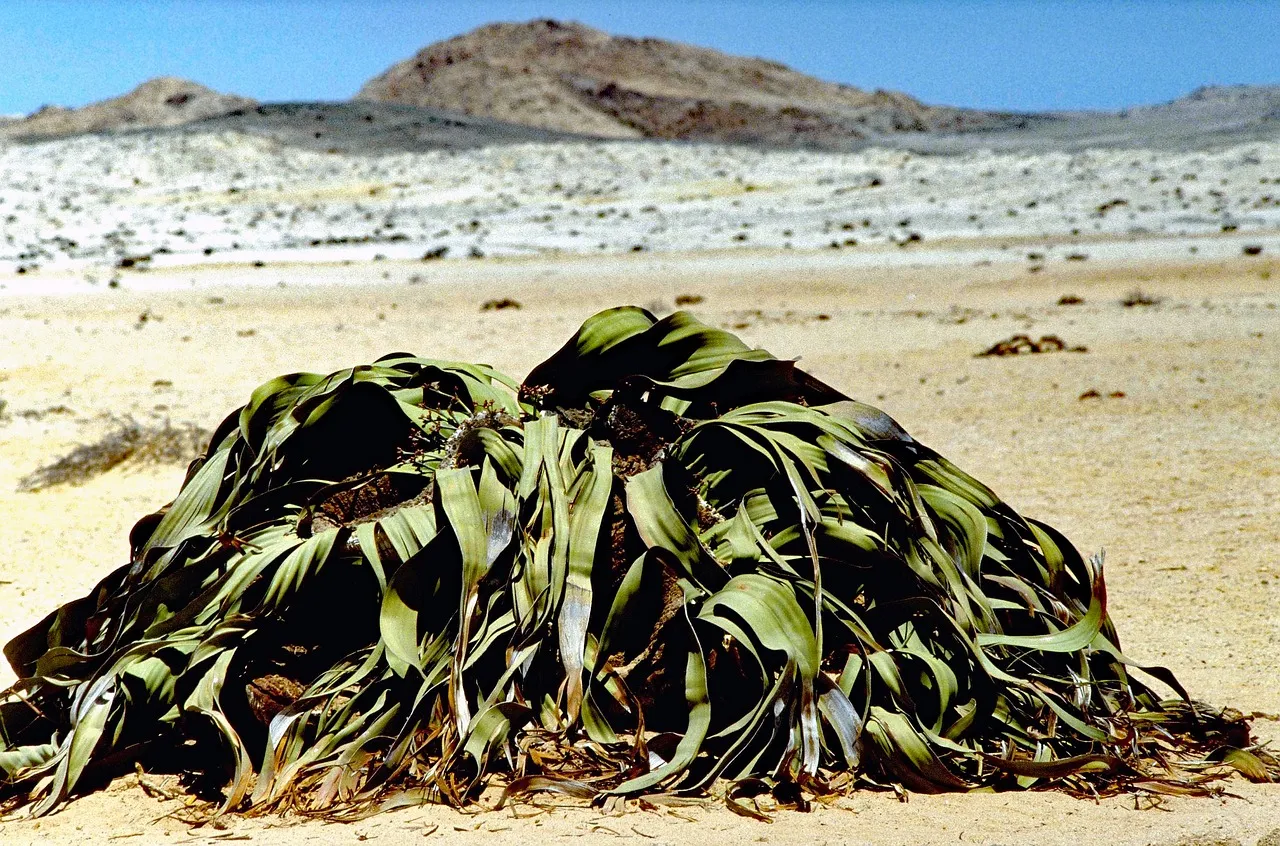 Welwitschia mirabilis, l'oignon du désert du Namib welwitschia mirabilis l oignon du desert namibie angola 7 welwitschia-mirabilis-l-oignon-du-desert-namibie-angola-7