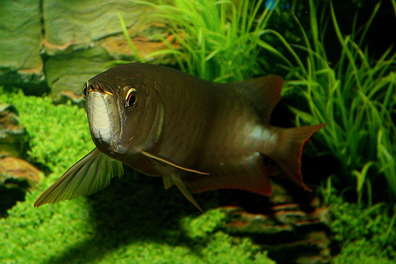 arowana asiatique rouge brun scleropages formosus Arowana asiatique rouge brun Scleropages formosus en aquarium