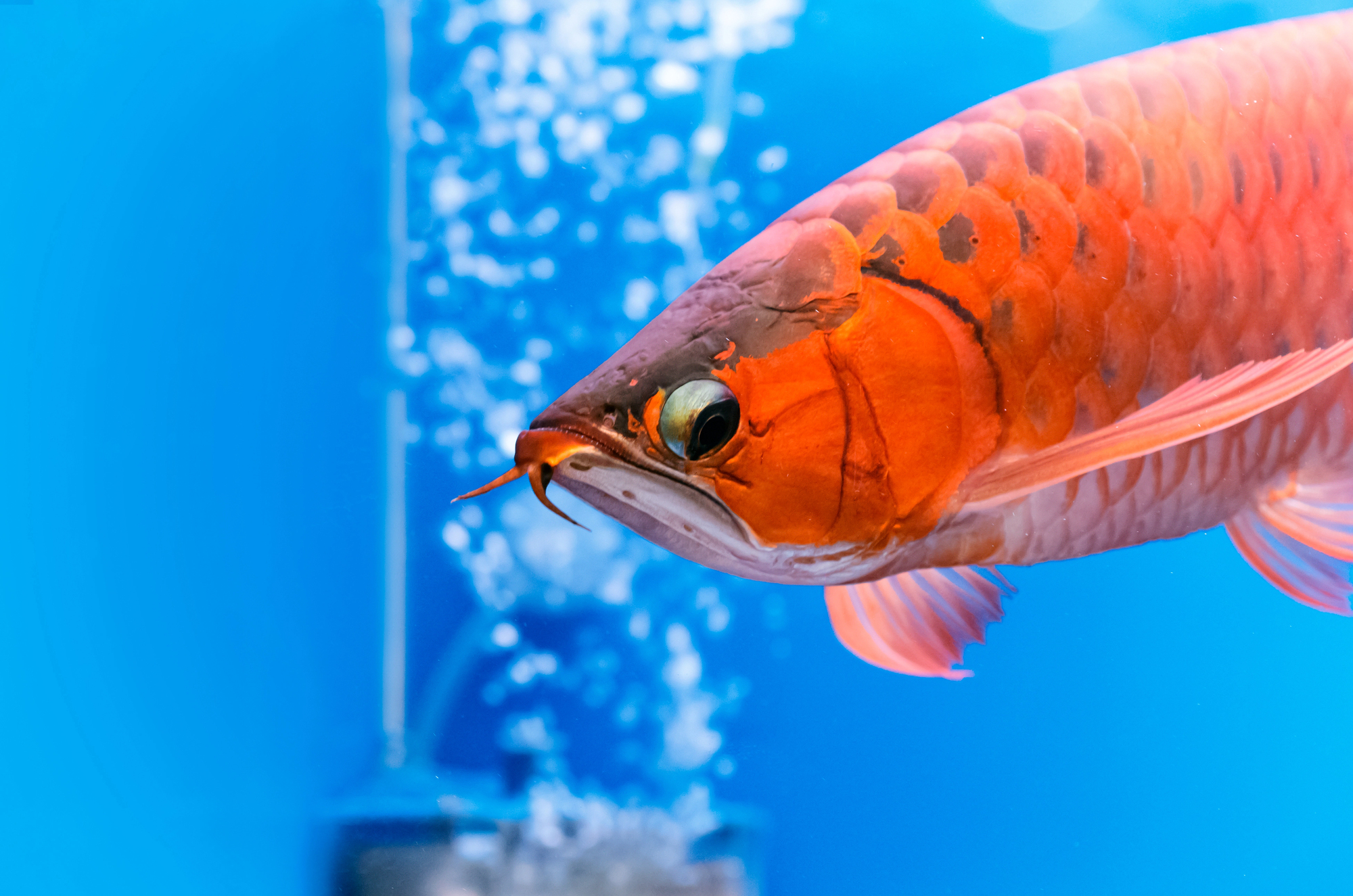 arowana rouge poisson dragon prix Arowana rouge poisson dragon asiatique recherché en aquariophilie