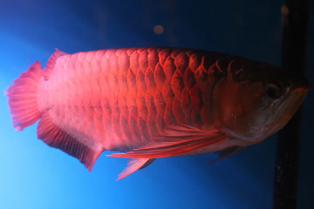 Le poisson dragon, le poisson d'aquarium le plus cher du monde le poisson dragon le poisson daquarium le plus cher du monde 6 le-poisson-dragon-le-poisson-daquarium-le-plus-cher-du-monde-6