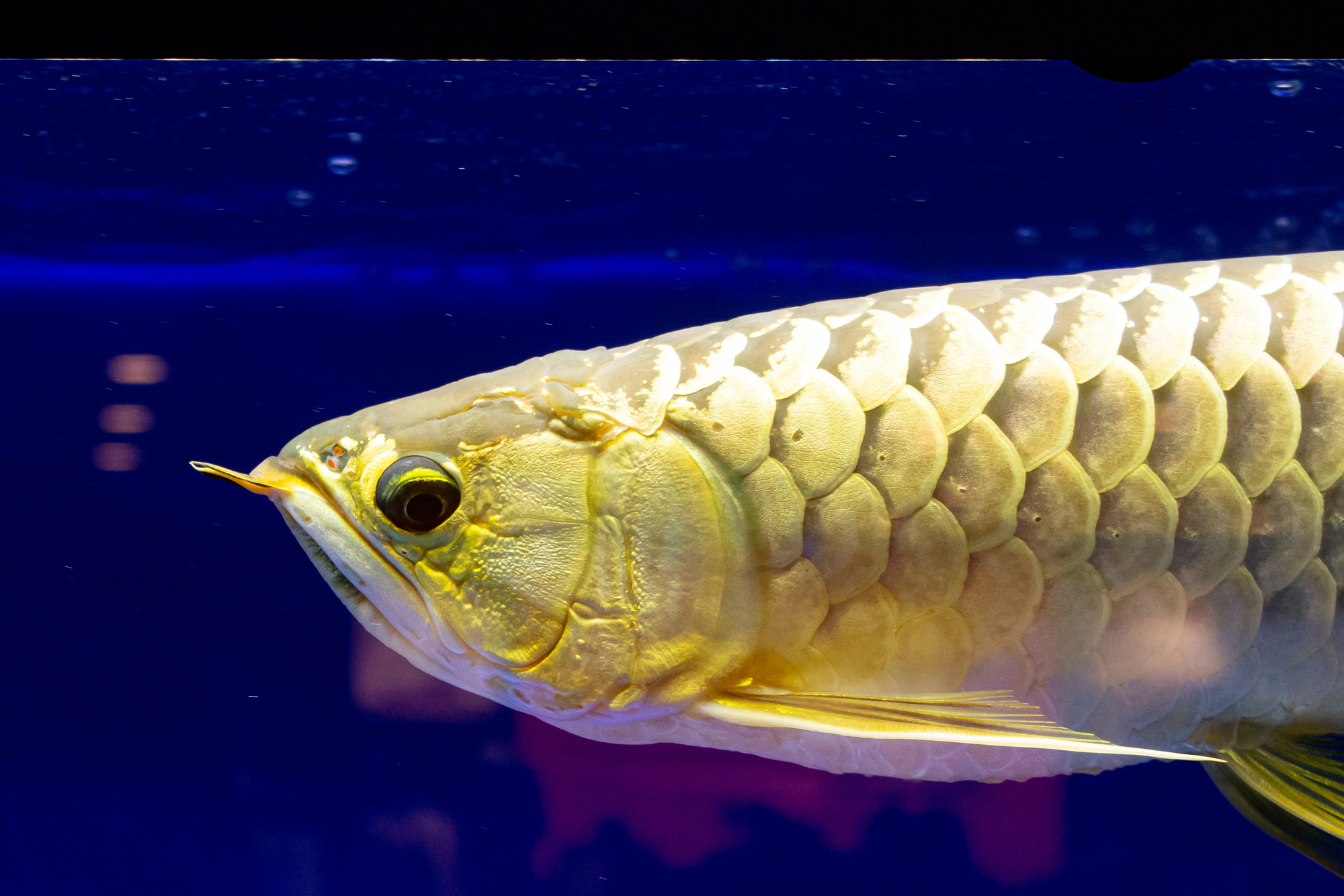 poisson dragon arowana dore aquarium Arowana doré ou poisson dragon dans un aquarium