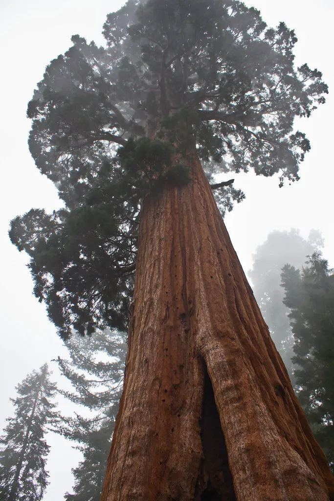 Général Sherman, le plus grand arbre du monde en volume general sherman le plus grand arbre du monde en volume sequoia californie 2 general-sherman-le-plus-grand-arbre-du-monde-en-volume-sequoia-californie-2