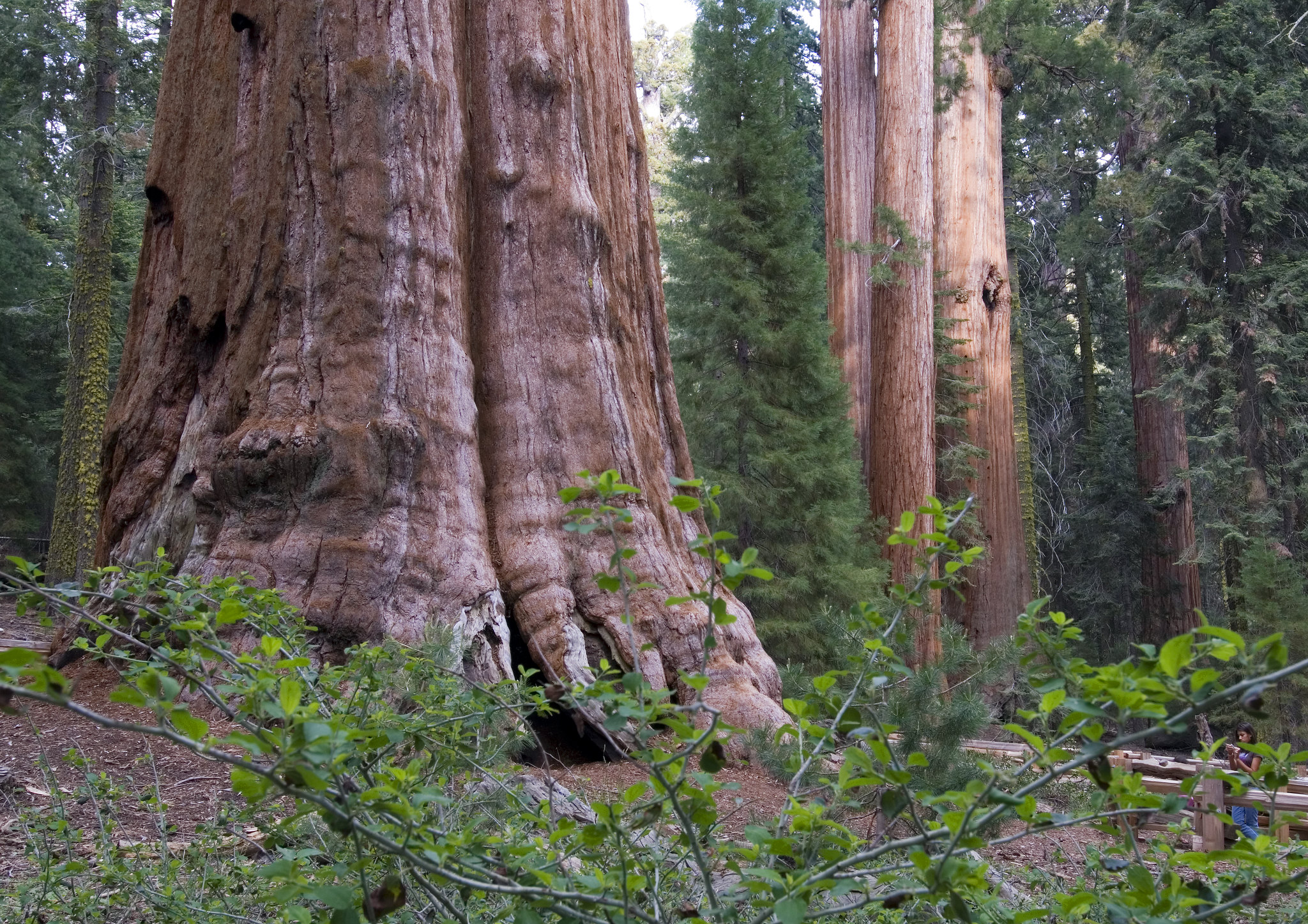 Général Sherman, le plus grand arbre du monde en volume general sherman le plus grand arbre du monde en volume sequoia californie 3 general-sherman-le-plus-grand-arbre-du-monde-en-volume-sequoia-californie-3.