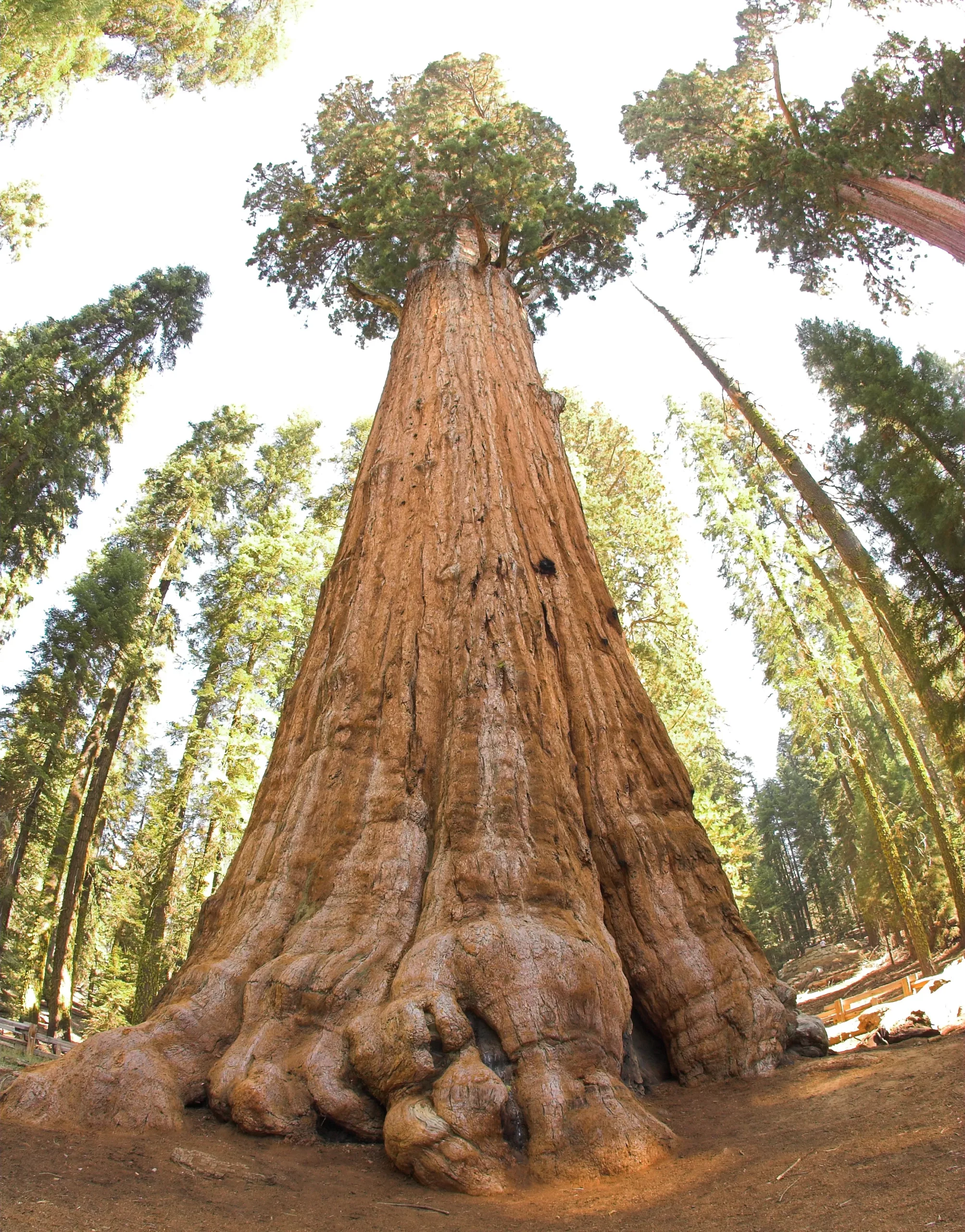 Général Sherman, le plus grand arbre du monde en volume general sherman le plus grand arbre du monde en volume sequoia californie 4 scaled general-sherman-le-plus-grand-arbre-du-monde-en-volume-sequoia-californie-4-scaled