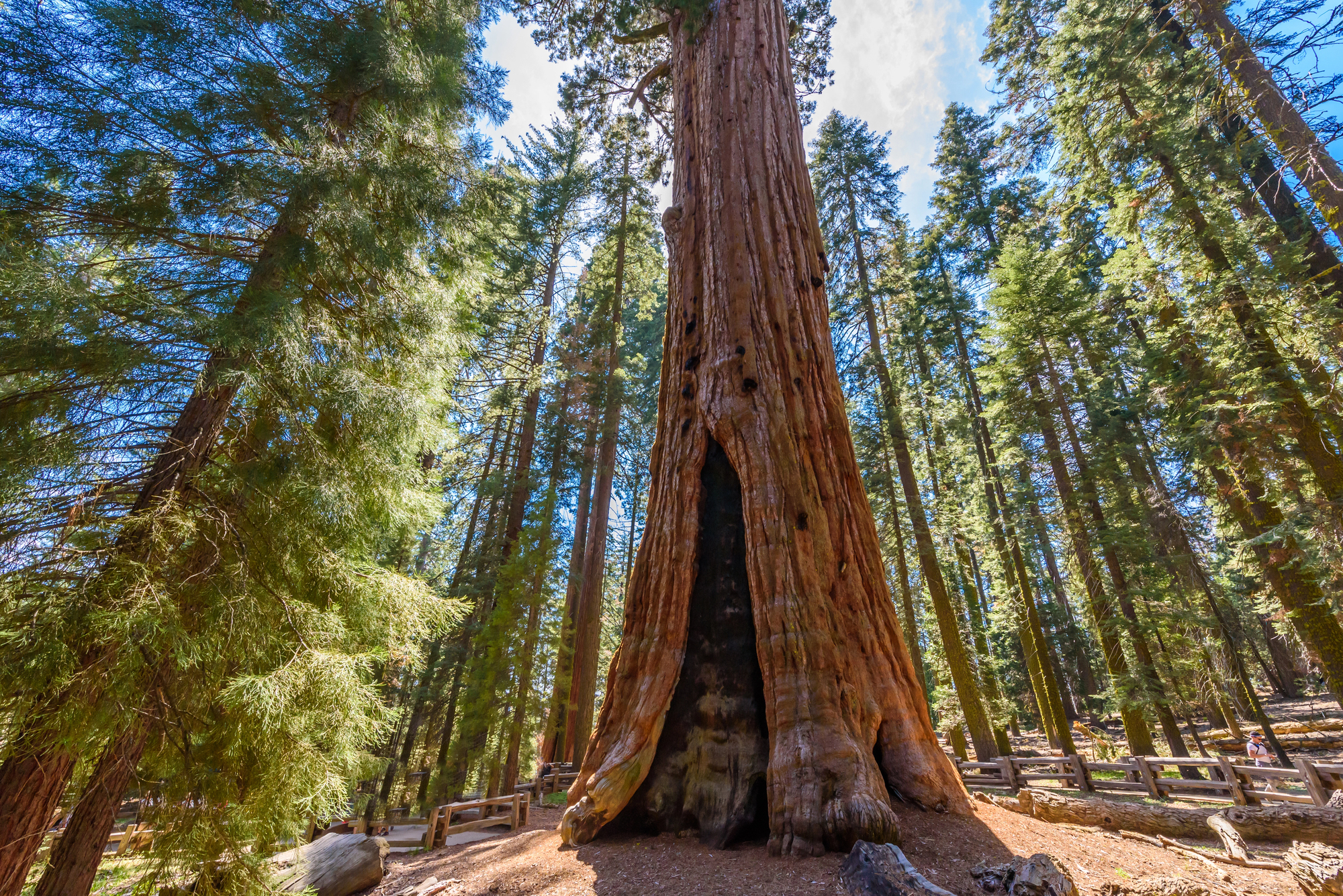 general sherman le plus grand arbre du monde en volume sequoia californie 6 general sherman le plus grand arbre du monde en volume sequoia californie 6