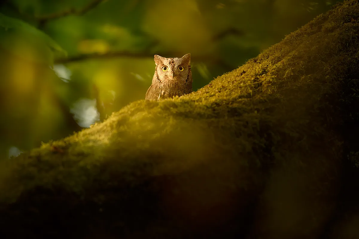 Hibou grand duc et autres chouettes sous l'objectif de David Drbal hibou grand duc et autres chouettes sous lobjectif de david drbal 10 hibou-grand-duc-et-autres-chouettes-sous-lobjectif-de-david-drbal-10