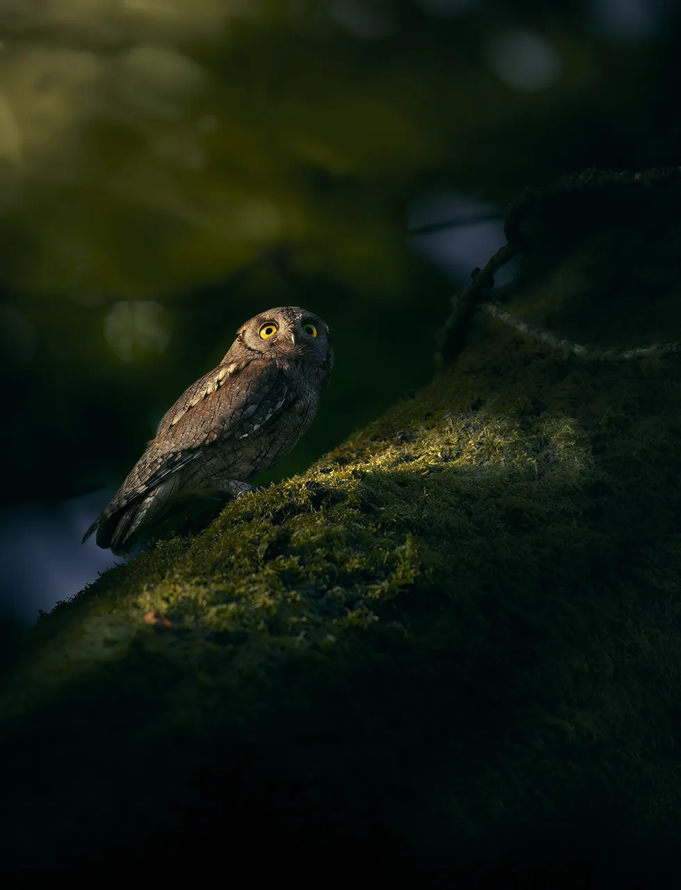 Hibou grand duc et autres chouettes sous l'objectif de David Drbal hibou grand duc et autres chouettes sous lobjectif de david drbal 12 hibou-grand-duc-et-autres-chouettes-sous-lobjectif-de-david-drbal-12