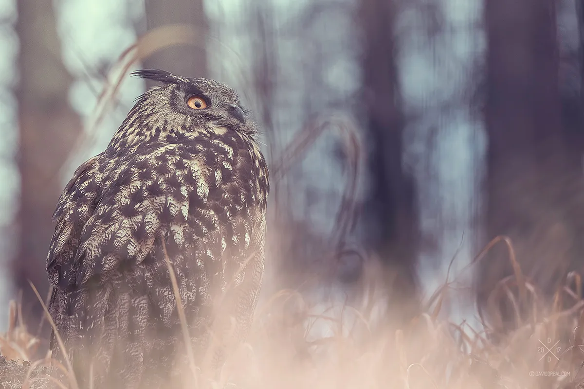 Hibou grand duc et autres chouettes sous l'objectif de David Drbal hibou grand duc et autres chouettes sous lobjectif de david drbal 2 hibou-grand-duc-et-autres-chouettes-sous-lobjectif-de-david-drbal-2