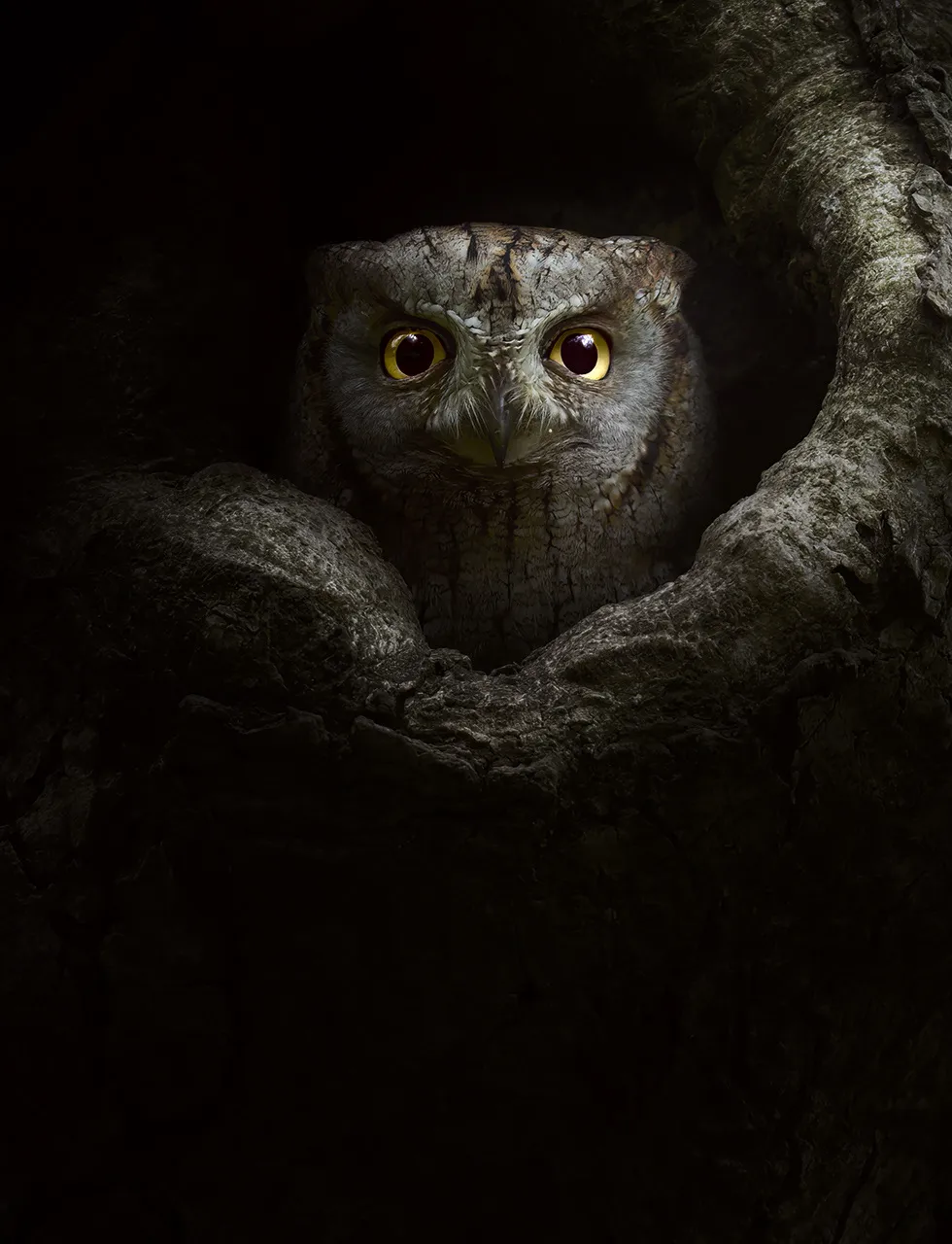 Hibou grand duc et autres chouettes sous l'objectif de David Drbal hibou grand duc et autres chouettes sous lobjectif de david drbal 9 hibou-grand-duc-et-autres-chouettes-sous-lobjectif-de-david-drbal-9