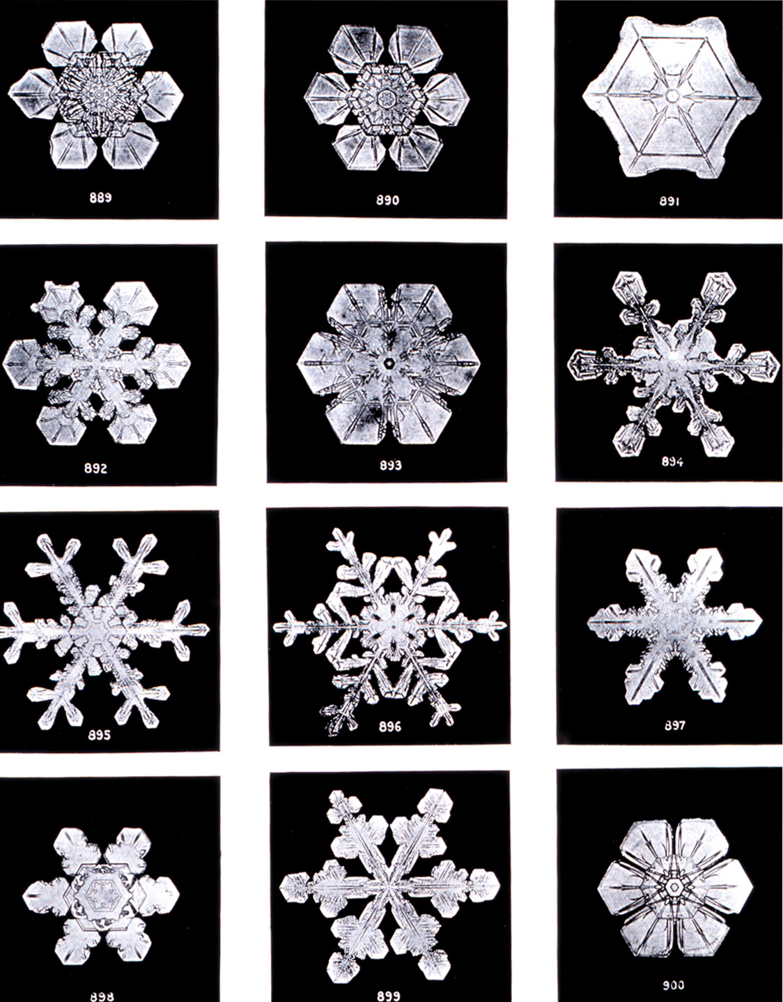 Véritables cristaux et flocons de neige photographiés par Wilson Bentley en 1902 Véritables cristaux et flocons de neige photographiés par Wilson Bentley en 1902
