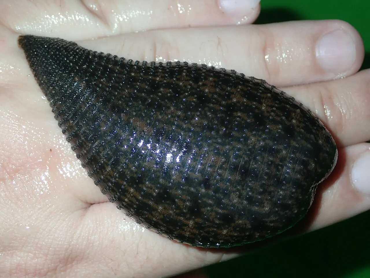 Haementeria ghilianii, la cauchemardesque sangsue géante d'Amazonie haementeria ghilianii la sangsue geante damazonie 2 haementeria-ghilianii-la-sangsue-geante-damazonie-2.