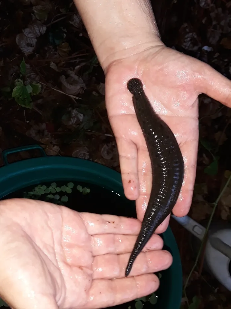 Haementeria ghilianii, la cauchemardesque sangsue géante d'Amazonie haementeria ghilianii la sangsue geante damazonie 4 haementeria-ghilianii-la-sangsue-geante-damazonie-4