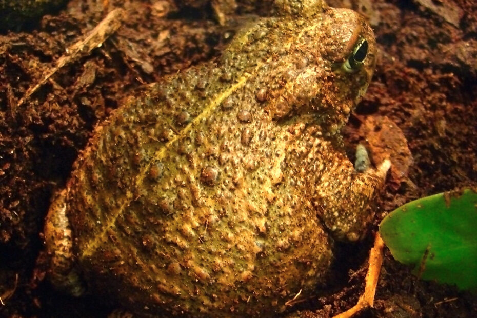 La grenouille Goliath, la plus grosse grenouille du monde, est menacée d'extinction la grenouille goliath la plus grosse grenouille du monde est menacee dextinction grenouille geante 1 1 Grenouille Goliath adulte, la plus grosse grenouille du monde