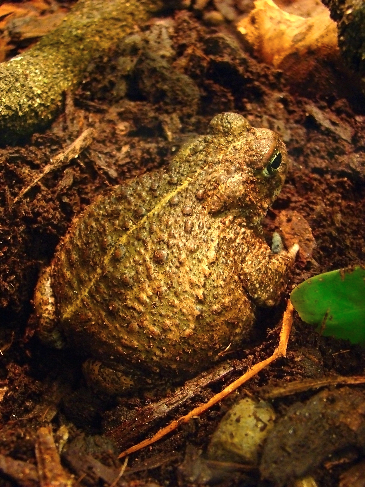 La grenouille Goliath, la plus grosse grenouille du monde Grenouille Goliath adulte, la plus grosse grenouille du monde