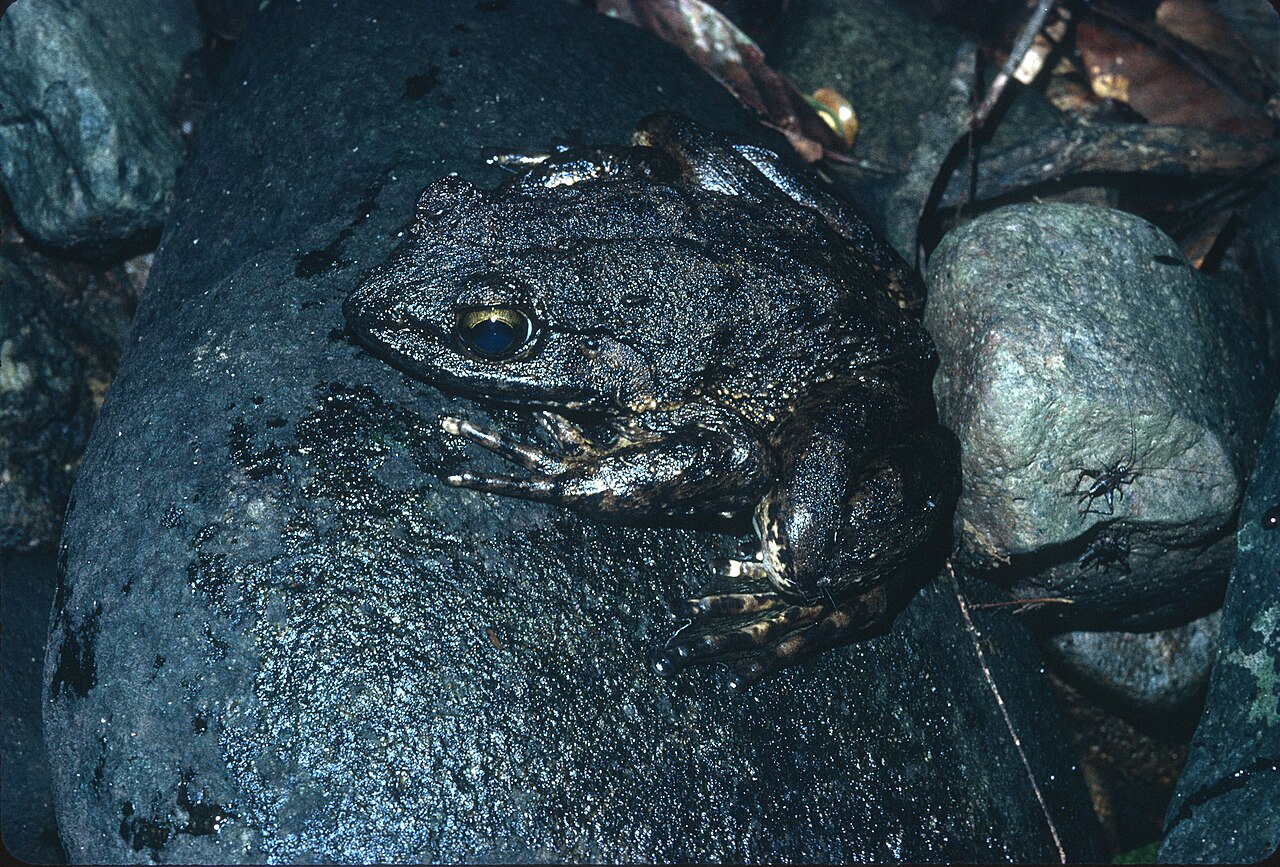 Une grenouille Goliath au Cameroun en 1971 Grenouille Goliath au Cameroun photographiée par Jean-Louis Amiet en 1971
