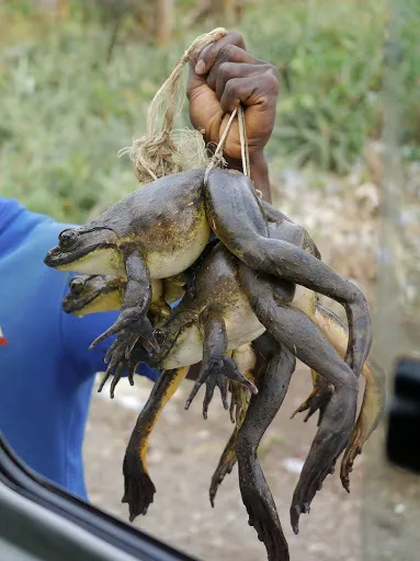 La grenouille Goliath, la plus grosse grenouille du monde, est menacée d'extinction la grenouille goliath la plus grosse grenouille du monde est menacee dextinction grenouille geante 3 la-grenouille-goliath-la-plus-grosse-grenouille-du-monde-est-menacee-dextinction-grenouille-geante-3