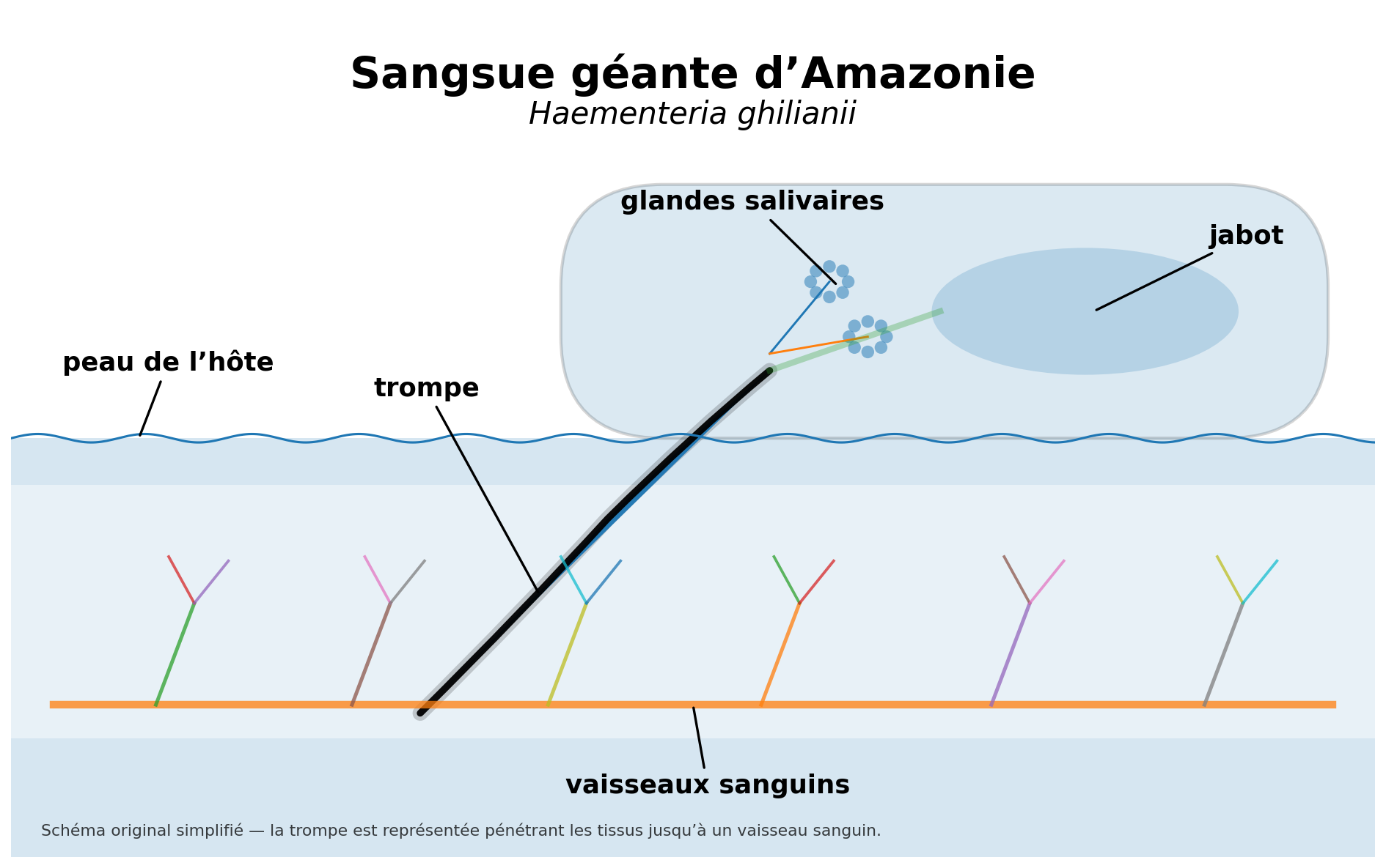 Schéma de la trompe de Haementeria ghilianii pénétrant sous la peau jusqu’à un vaisseau sanguin Schéma de la trompe de Haementeria ghilianii pénétrant sous la peau jusqu’à un vaisseau sanguin