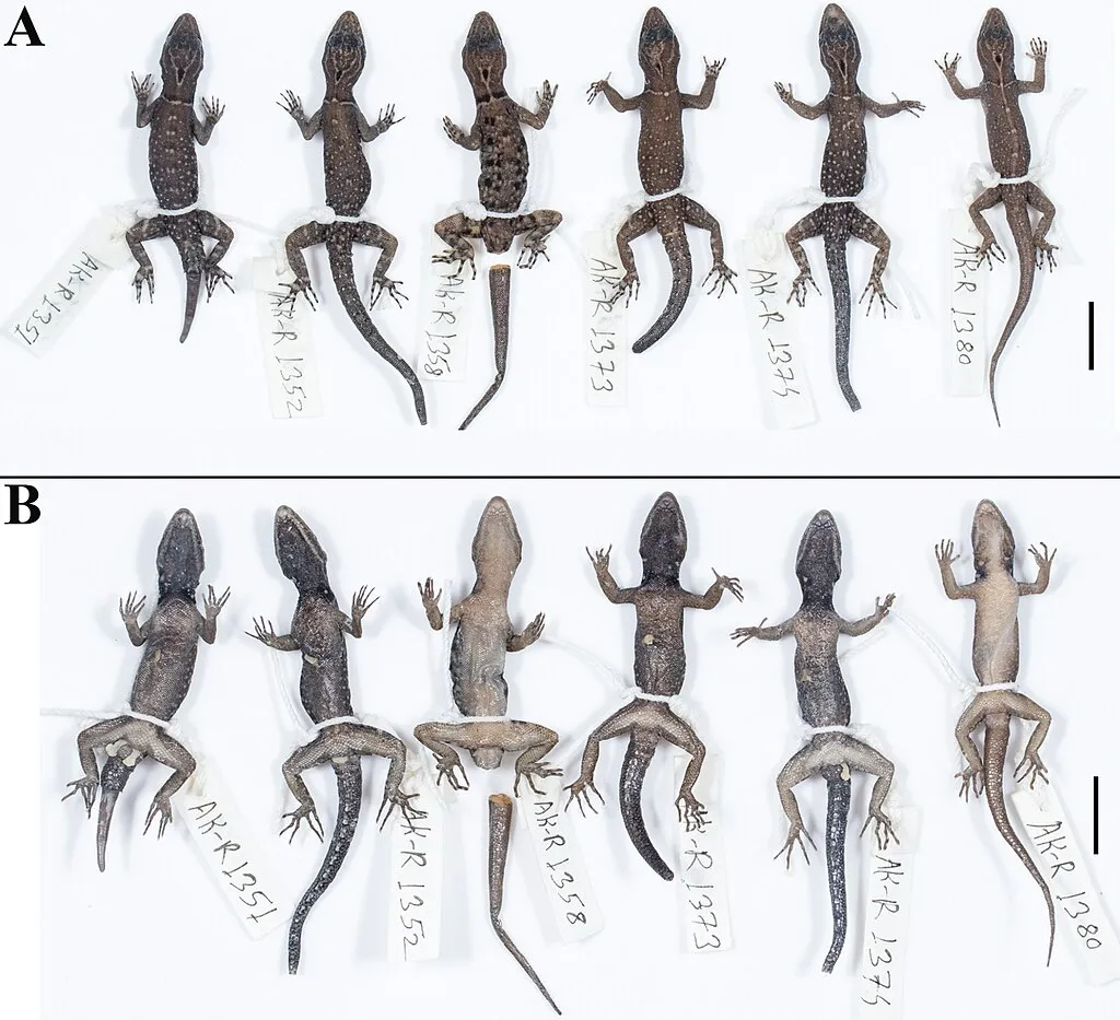 Le gecko van Gogh le gecko van gogh cnemaspis vangoghi 3 le-gecko-van-gogh-cnemaspis-vangoghi-3