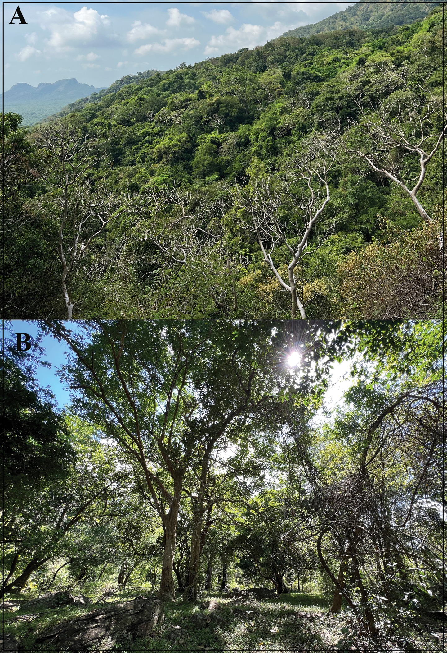 Le gecko van Gogh le gecko van gogh cnemaspis vangoghi habitat ghat le-gecko-van-gogh-cnemaspis-vangoghi-habitat-ghat-occidentau