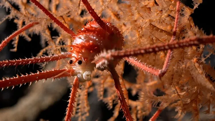 Le ROV SuBastian découvre plus de 100 nouvelles espèces au Chili le rov subastian decouvre plus de 100 nouvelles especes au chili 2 homard trapu le-rov-subastian-decouvre-plus-de-100-nouvelles-especes-au-chili-2-homard-trapu