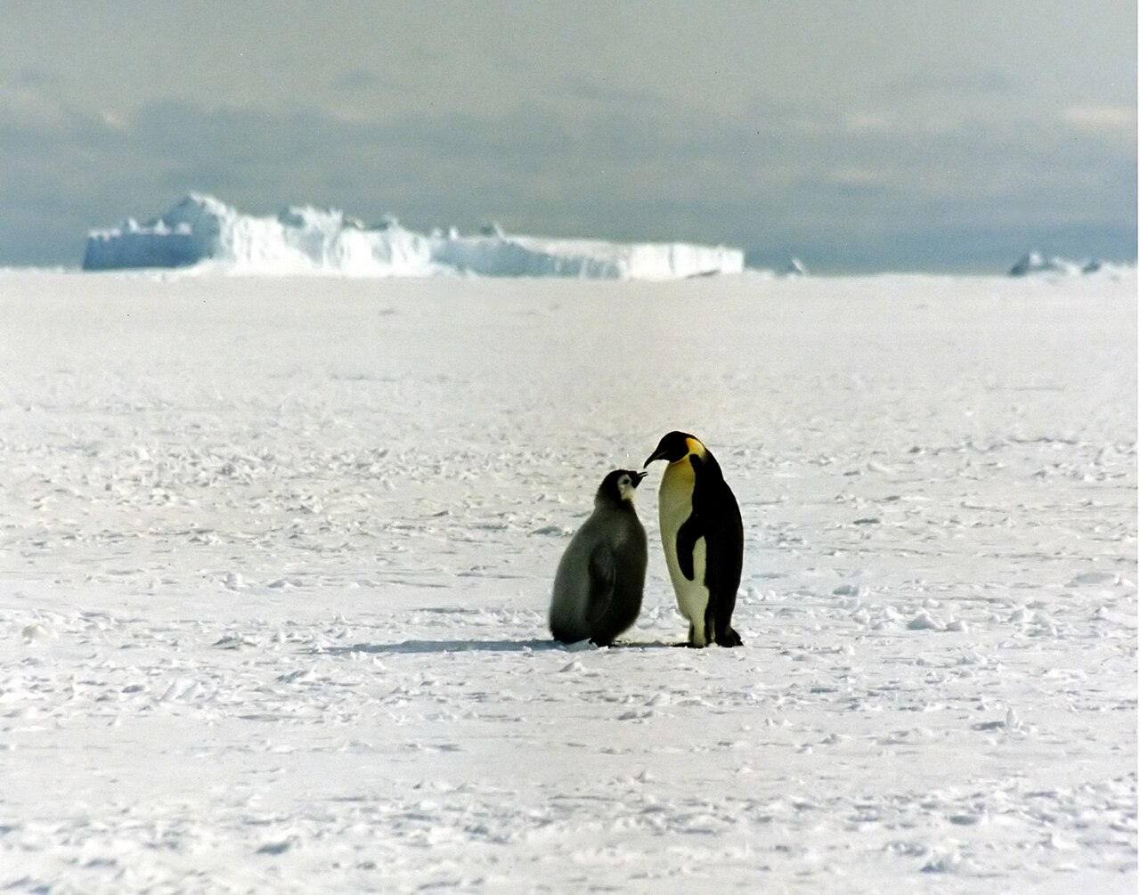Poussin manchot empereur sur la banquise Poussin manchot empereur avec un adulte sur la banquise en Antarctique