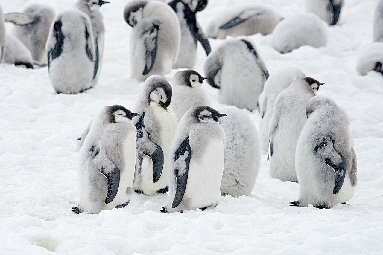poussins manchots empereurs mue antarctique Poussins manchots empereurs en train de perdre leur duvet en Antarctique