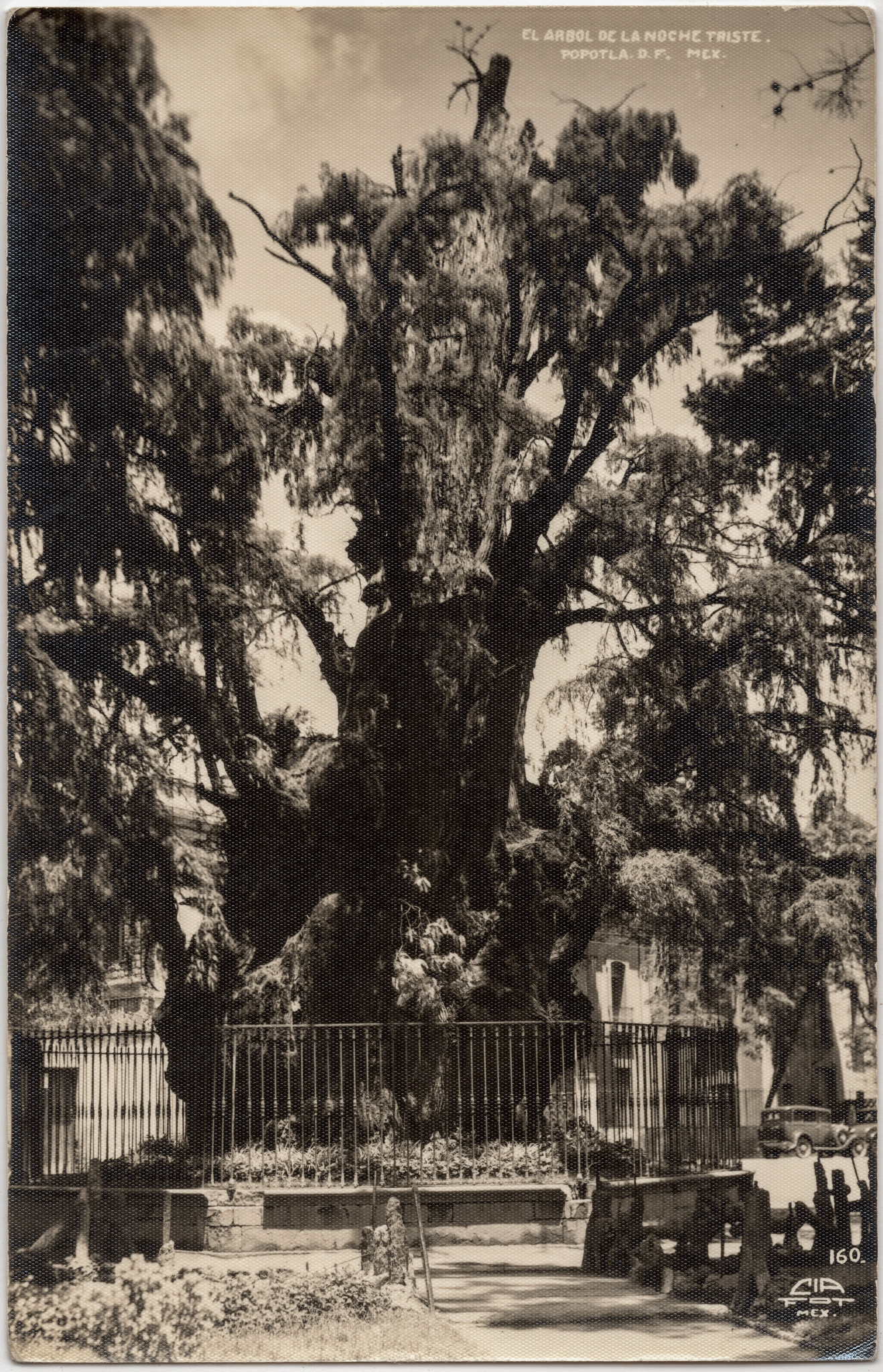 Árbol de la Noche Victoriosa, l'arbre de la nuit victorieuse (ou triste) de Mexico arbol de la noche victoriosa larbre de la nuit victorieuse ou triste de mexico arbol de la noche triste 2 arbol-de-la-noche-victoriosa-larbre-de-la-nuit-victorieuse-ou-triste-de-mexico-arbol-de-la-noche-triste-2