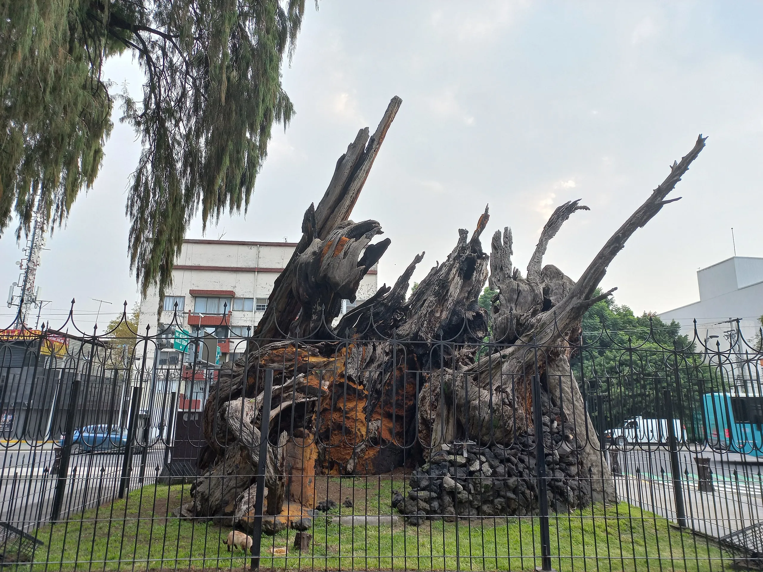 Árbol de la Noche Victoriosa, l'arbre de la nuit victorieuse (ou triste) de Mexico arbol de la noche victoriosa larbre de la nuit victorieuse ou triste de mexico arbol de la noche triste 4 arbol-de-la-noche-victoriosa-larbre-de-la-nuit-victorieuse-ou-triste-de-mexico-arbol-de-la-noche-triste-4.