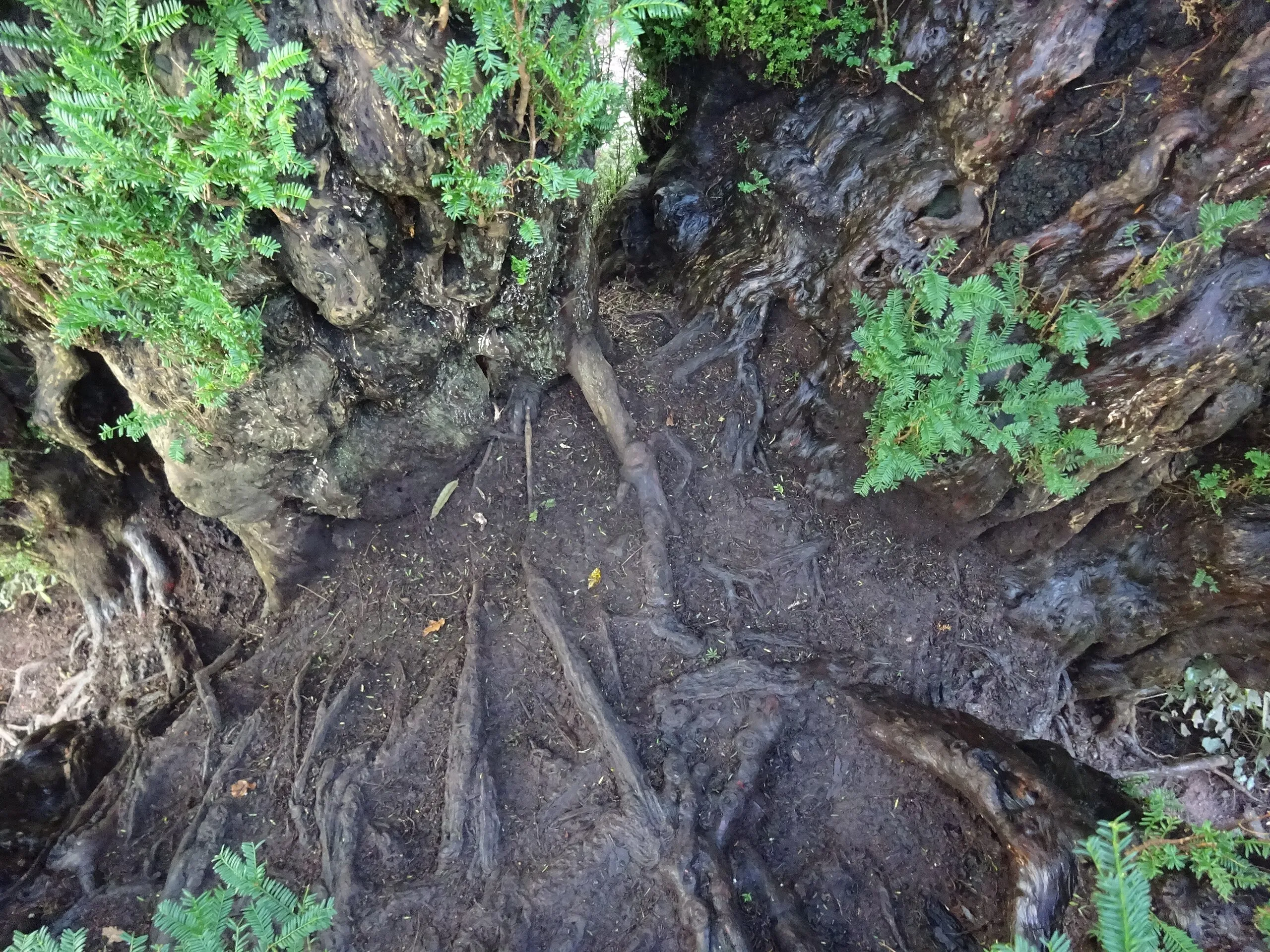 L'if de Defynnog, le plus ancien if de Grande-Bretagne l if de defynnog le plus ancien if de grande bretagne 2 l-if-de-defynnog-le-plus-ancien-if-de-grande-bretagne-2