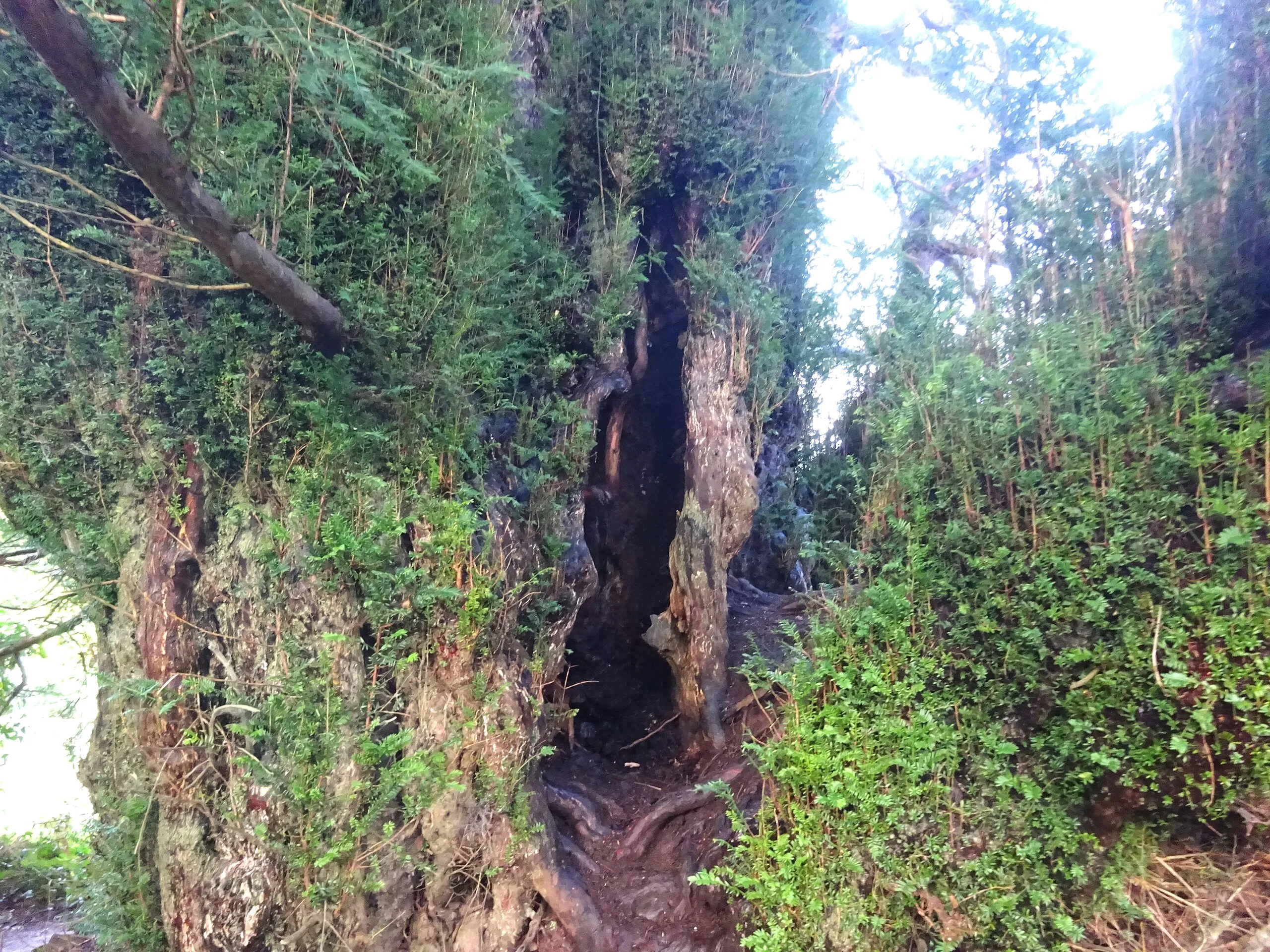 L'if de Defynnog, le plus ancien if de Grande-Bretagne l if de defynnog le plus ancien if de grande bretagne 3 l-if-de-defynnog-le-plus-ancien-if-de-grande-bretagne-3.