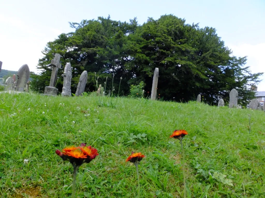 L'if de Defynnog, le plus ancien if de Grande-Bretagne l if de defynnog le plus ancien if de grande bretagne 6 l-if-de-defynnog-le-plus-ancien-if-de-grande-bretagne-6