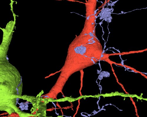 Un millimètre cube de cerveau humain cartographié avec 150 millions de synapses axone en verticille cortex humain h01 Axone formant une structure en verticille dans le cortex humain du projet H01