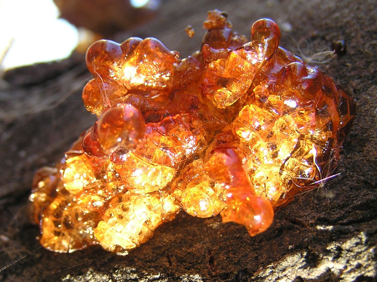 Le mystère et la beauté de la résine d'arbre le mystere et la beaute de la resine d arbre 1 le-mystere-et-la-beaute-de-la-resine-d-arbre-1