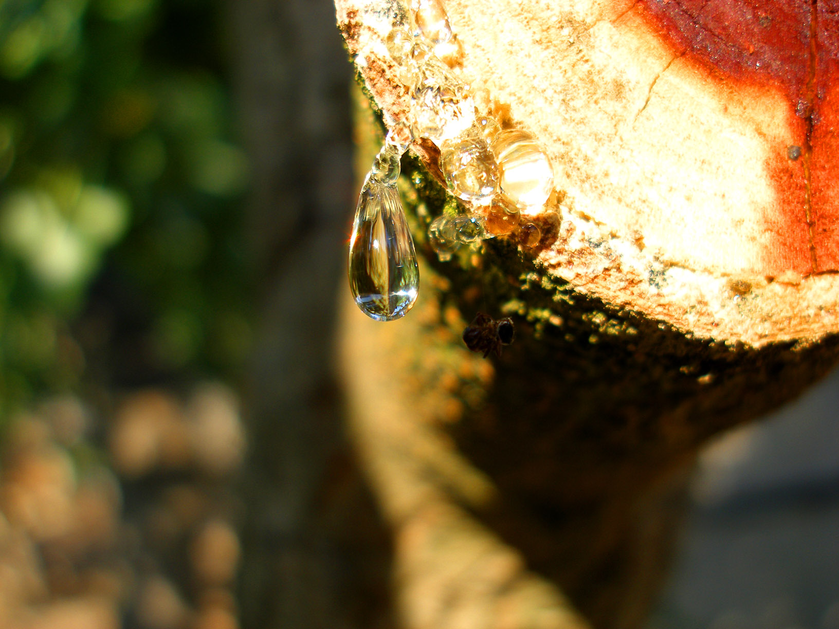 Le mystère et la beauté de la résine d'arbre le mystere et la beaute de la resine d arbre 10 le-mystere-et-la-beaute-de-la-resine-d-arbre-10
